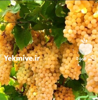 عرضه مستقیم انگور کشمشی درجه یک در قوچان در گروه خرید و فروش انگور در یکمیوه -عکس2