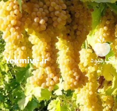 عرضه مستقیم انگور کشمشی درجه یک در قوچان در گروه خرید و فروش انگور در یکمیوه -عکس3