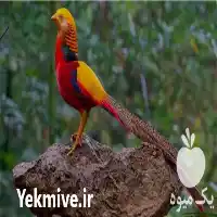 قیمت خرید انواع قرقاول در بابلسر در گروه خرید و فروش انواع پرنده در یکمیوه