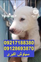 سگ الابای قدرتمند نگهبان اصیل بزرگ در تهران در گروه سگ و گربه در یکمیوه