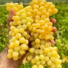 عرضه مستقیم انگور کشمشی درجه یک در قوچان در گروه خرید و فروش انگور در یکمیوه