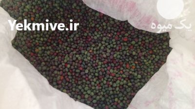 بنه تازه امسالی در خواف در گروه خرید و فروش محصولات باغبانی در یکمیوه -عکس1