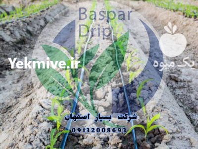 فروش ویژه نوارتیپ در شوش در گروه خرید و فروش نوار تیپ در یکمیوه -عکس1