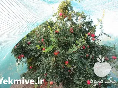 قیمت خرید توری سایبان شید در تهران در گروه خرید و فروش توری گلخانه در یکمیوه -عکس1