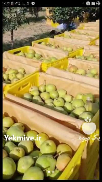 خریدار گلابی در مشهد در گروه خرید و فروش گلابی در یکمیوه -عکس1