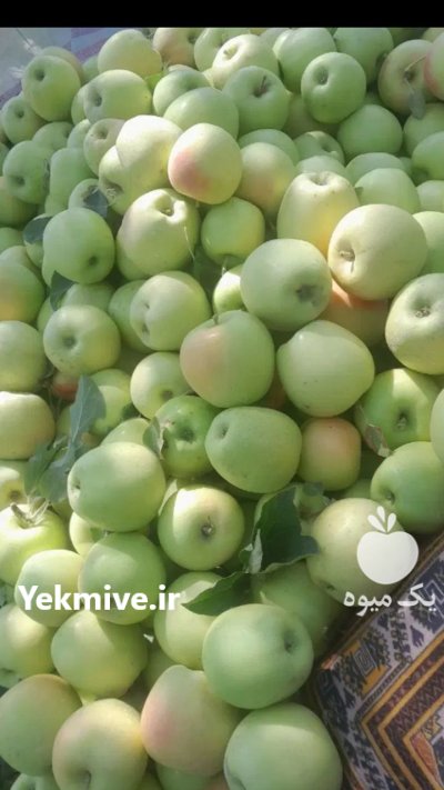 خریدار گلابی در مشهد در گروه خرید و فروش گلابی در یکمیوه -عکس2