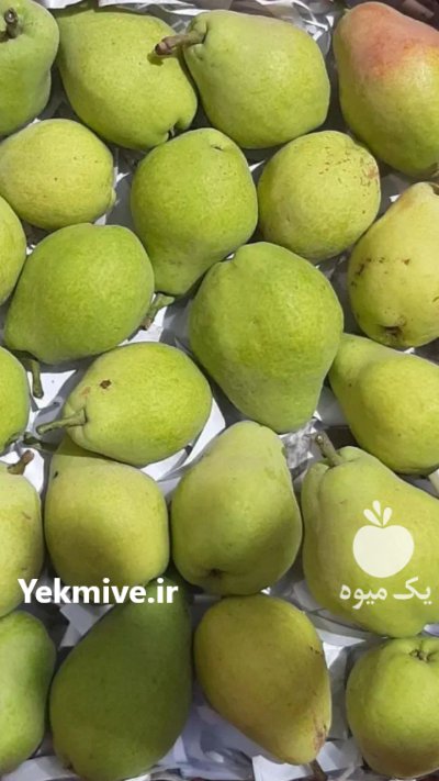 خریدار گلابی در مشهد در گروه خرید و فروش گلابی در یکمیوه -عکس3