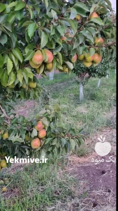 خریدار گلابی در مشهد در گروه خرید و فروش گلابی در یکمیوه -عکس4