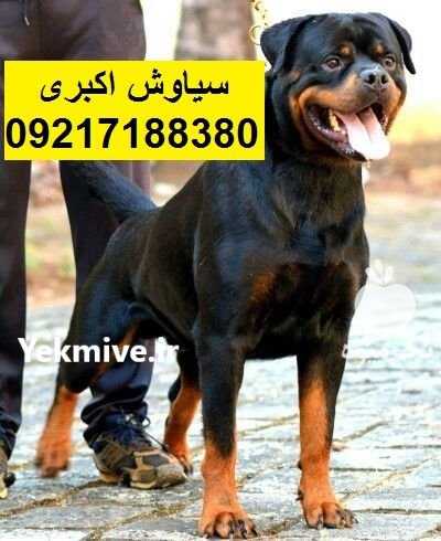 مرکز پرورش سگ روتوایلر اصیل خرید در تهران در گروه سگ و گربه در یکمیوه -عکس1