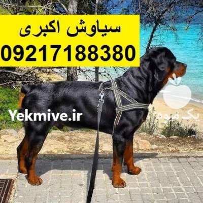 مرکز پرورش سگ روتوایلر اصیل خرید در تهران در گروه سگ و گربه در یکمیوه -عکس2