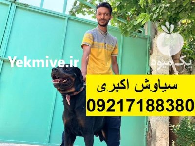 مرکز پرورش سگ روتوایلر اصیل خرید در تهران در گروه سگ و گربه در یکمیوه -عکس4