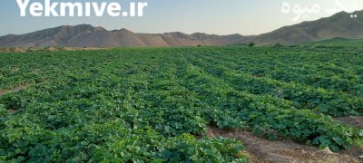 خربزه مشهدی لوکس هکتار به فروش در ماه نشان در گروه خرید و فروش خربزه در یکمیوه -عکس1