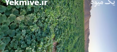 خربزه مشهدی لوکس هکتار به فروش در ماه نشان در گروه خرید و فروش خربزه در یکمیوه -عکس2