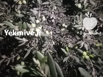 زیتون درشت زيتون کنسروی در گنبد کاووس در گروه خرید و فروش زیتون در یکمیوه -عکس2
