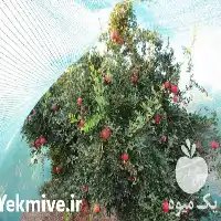 قیمت خرید توری سایبان شید در تهران در گروه خرید و فروش توری گلخانه در یکمیوه