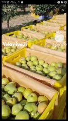 خریدار گلابی در مشهد در گروه خرید و فروش گلابی در یکمیوه