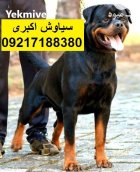 مرکز پرورش سگ روتوایلر اصیل خرید در تهران در گروه سگ و گربه در یکمیوه