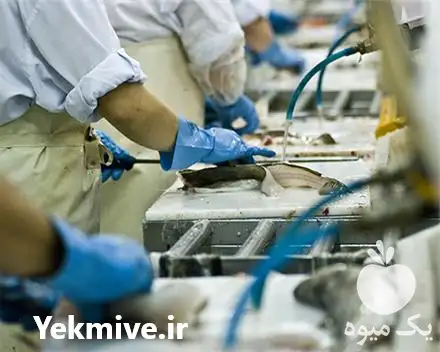 تولید و فروش ماهی منجمد فله در جونقان در گروه خرید و فروش انواع ماهی در یکمیوه -عکس1