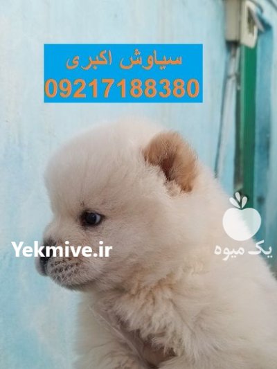 فروش توله سگ نژاد اصیل چاو در تهران در گروه سگ و گربه در یکمیوه -عکس1