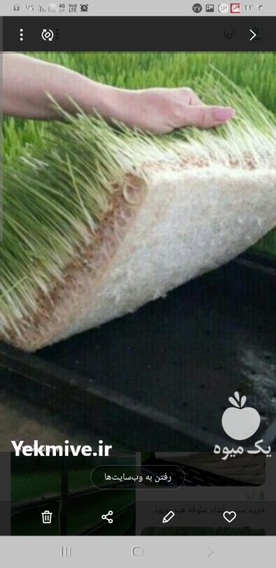 علوفه تازه خوراک دام در قم در گروه خوراک دام و طیور در یکمیوه -عکس2