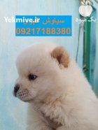 فروش توله سگ نژاد اصیل چاو در تهران در گروه سگ و گربه در یکمیوه