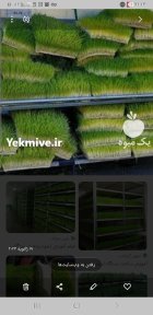 علوفه تازه خوراک دام در قم در گروه خوراک دام و طیور در یکمیوه