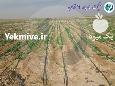 نوارتیپ نوار تیپ در گتوند در گروه خرید و فروش نوار تیپ در یکمیوه -عکس1