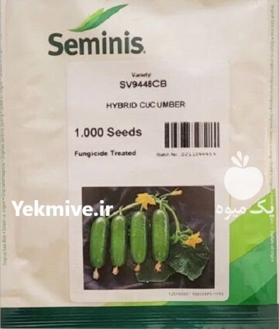 فروش بذر خیار 9448 سمینیس در آقکند در گروه خرید و فروش بذر خیار در یکمیوه -عکس1