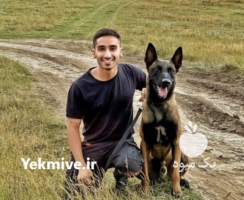 فروش متخصصین آموزشی در تهران در گروه سگ و گربه در یکمیوه -عکس1