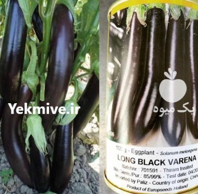 بذر بادمجان قلمی لانگ بلک و ارنا در باغستان در گروه خرید و فروش بذر بادمجان در یکمیوه -عکس1