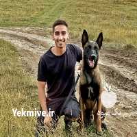 فروش متخصصین آموزشی در تهران در گروه سگ و گربه در یکمیوه