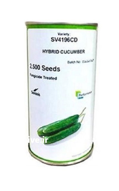 بذر خیار هیبرید SV 4196 CD سمینیس در بجنورد در گروه خرید و فروش بذر خیار در یکمیوه -عکس1