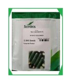 بذر خیار ویکتور سمینیس در اصفهان در گروه خرید و فروش بذر خیار در یکمیوه