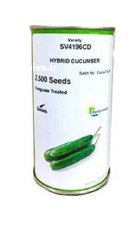 بذر خیار هیبرید SV 4196 CD سمینیس در بجنورد در گروه خرید و فروش بذر خیار در یکمیوه
