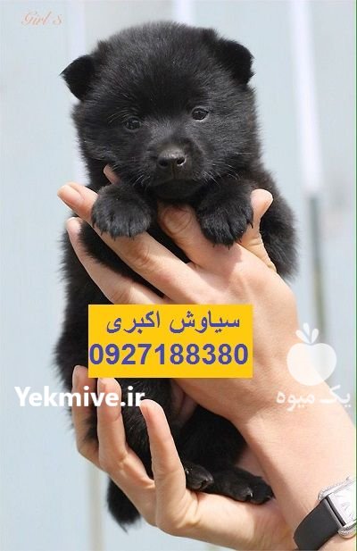 فروش توله سگ ژرمن شولاین مو در تهران در گروه سگ و گربه در یکمیوه -عکس1