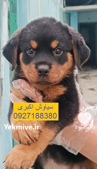 فروش توله سگ روتوایلر پوست چرمی در تهران در گروه سگ و گربه در یکمیوه -عکس1