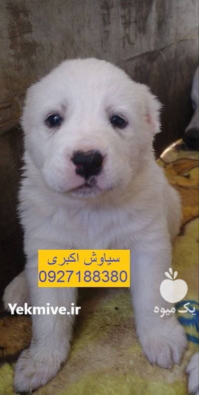 فروش توله سگ الابای غول پیکر در تهران در گروه سگ و گربه در یکمیوه -عکس1