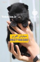 فروش توله سگ ژرمن شولاین مو در تهران در گروه سگ و گربه در یکمیوه