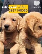 افروش توله سگ گلدن استاندارد در تهران در گروه سگ و گربه در یکمیوه