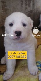 فروش توله سگ الابای غول پیکر در تهران در گروه سگ و گربه در یکمیوه