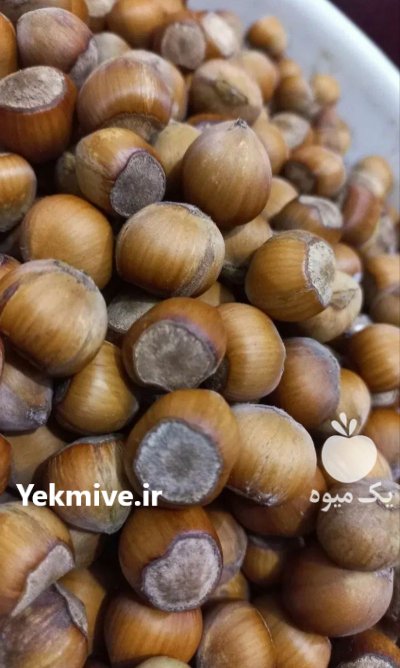 فندوق درجه یک اشکور 2 تن در قزوین در گروه خرید و فروش فندق در یکمیوه -عکس1