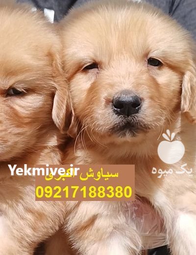 فروش توله سگ گلدن ابریشمی در تهران در گروه سگ و گربه در یکمیوه -عکس1