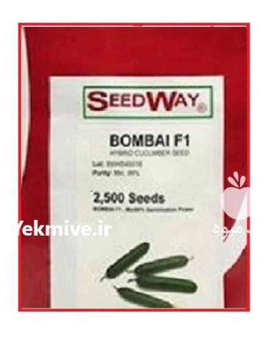 بذر خیار بومبای در اندیشه در گروه خرید و فروش بذر خیار در یکمیوه -عکس1