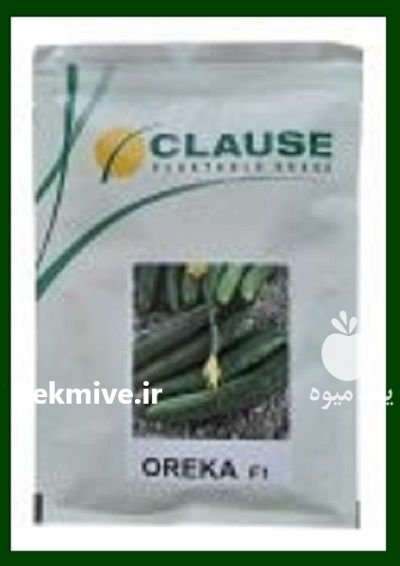 فروش بذر خیار اورکا در باخرز در گروه خرید و فروش بذر خیار در یکمیوه -عکس1