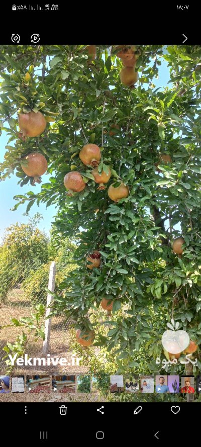 انار شیرین درجه یک ولوکس در بهشهر در گروه خرید و فروش انار در یکمیوه -عکس2