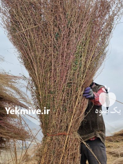 فروش جارو شهرداری در تهران در گروه خرید و فروش انواع چوب در یکمیوه -عکس3