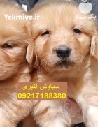 فروش توله سگ گلدن ابریشمی در تهران در گروه سگ و گربه در یکمیوه