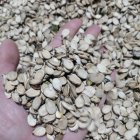 تخمه آجیلی هندوانه و بذر در کلاله در گروه خرید و فروش انواع تخمه در یکمیوه