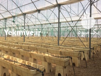 فروش گلدان یونولیت گلخانه در بشرویه در گروه خرید و فروش گلدان در یکمیوه -عکس1