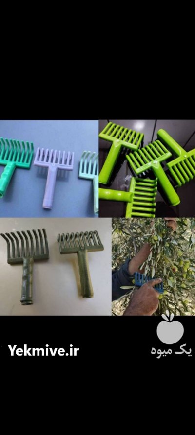 چنگک زیتونچینی در مینودشت در گروه خرید و فروش زیتون در یکمیوه -عکس1